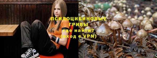 индика Гусев